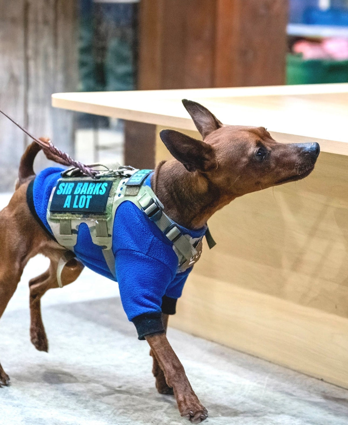 K9R - M5 MOLLE Light Vest